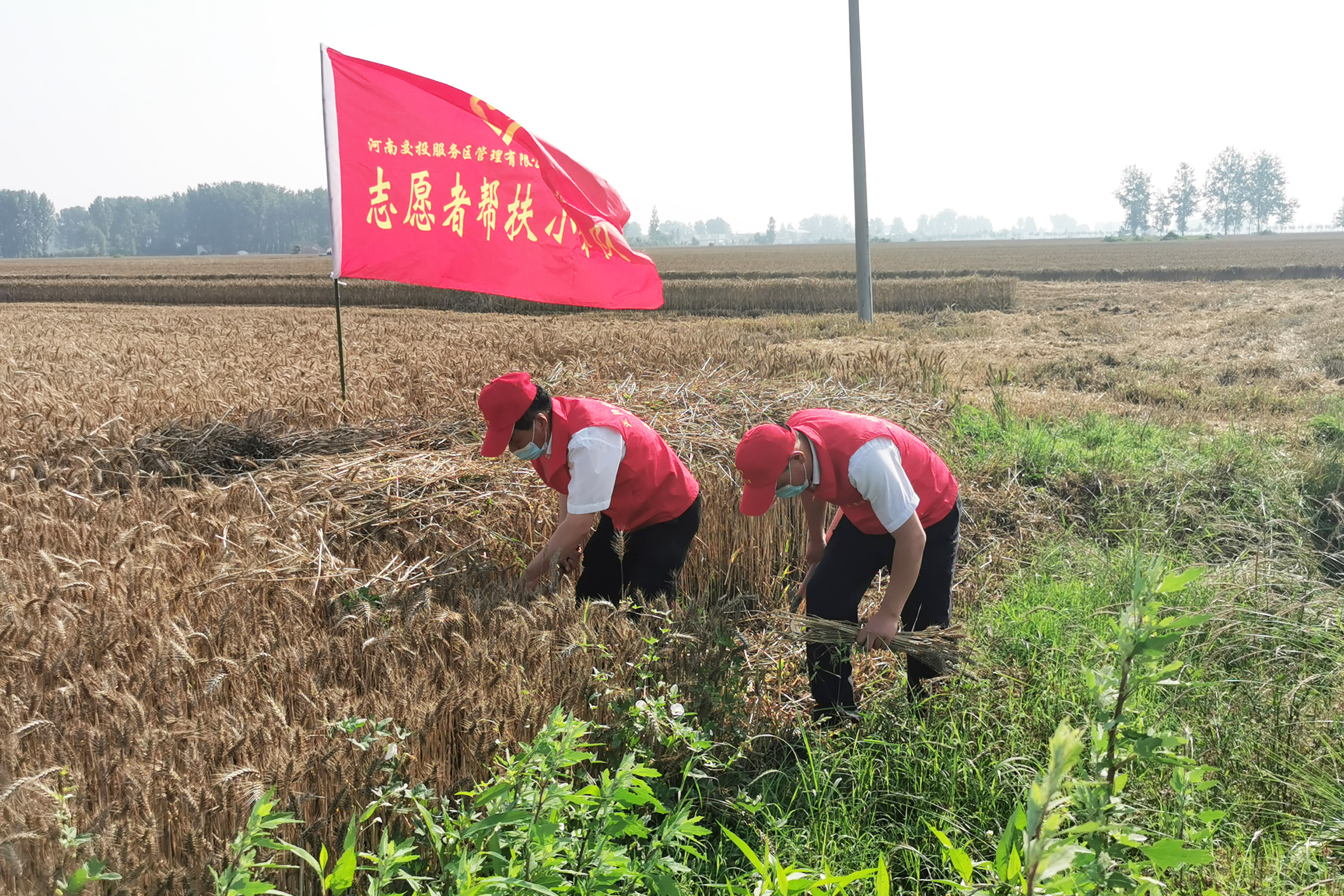 正陽北服務(wù)區(qū)成立“三夏”志愿服務(wù)隊，前往附近村莊幫助農(nóng)戶搶收小麥。拍攝人：周君婭.jpg